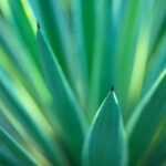 green snake plant in close up photography