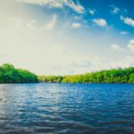 calm body of water near tall trees during daytime