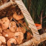 Wicker basket filled with fresh mushrooms and pine needles