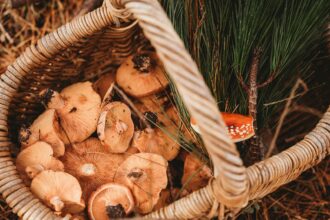 Wicker basket filled with fresh mushrooms and pine needles