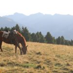 a couple of horses stand in a grassy field