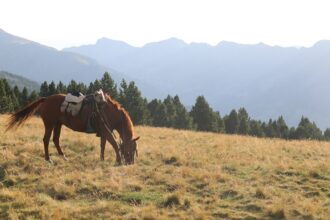 a couple of horses stand in a grassy field