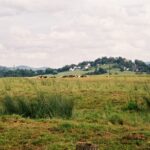 Cows grazing in a green field with distant houses.