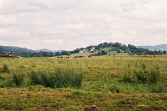 Cows grazing in a green field with distant houses.