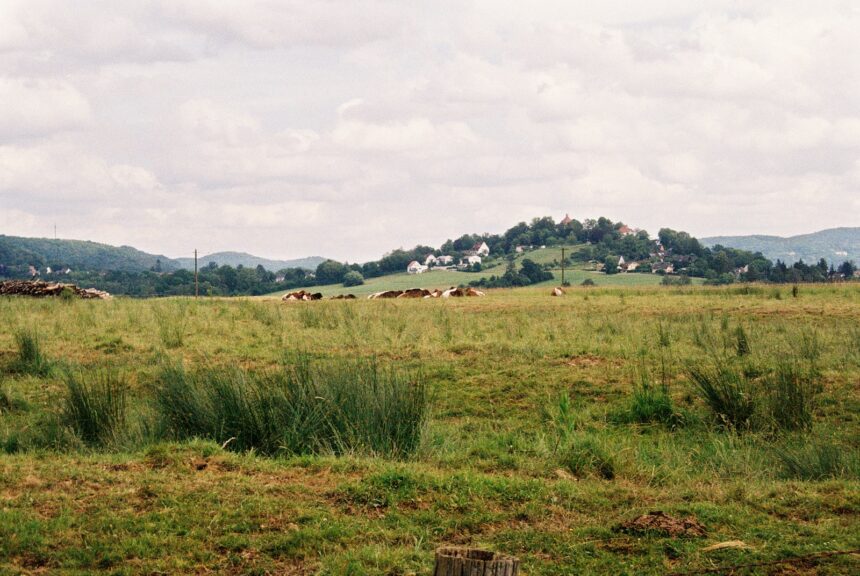 Cows grazing in a green field with distant houses.