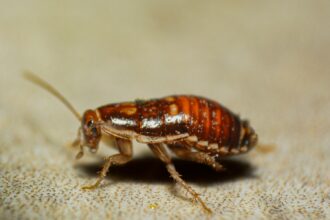 A close up of a bed bug on the ground