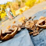a close up of a piece of wood with leaves on it