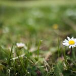 white daisy in bloom during daytime
