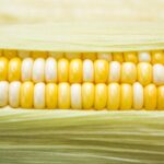 yellow and white corn