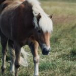 brown and white horse standing on green grass field during daytime