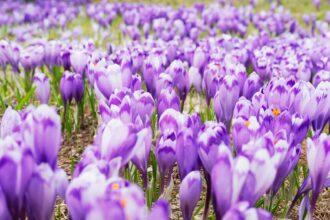 a group of purple flowers